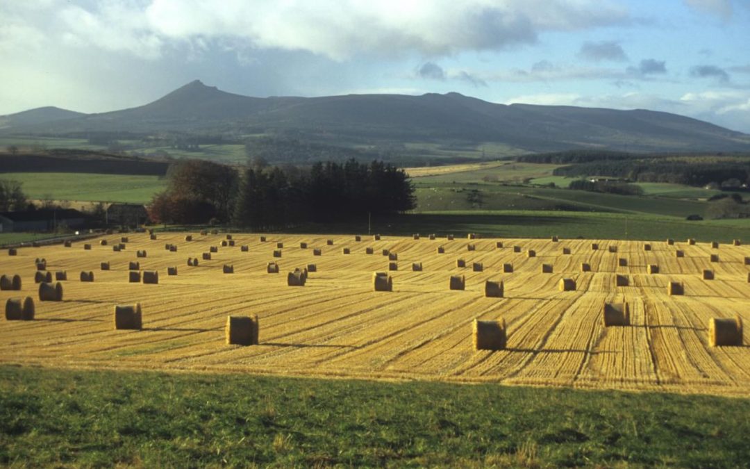 Food Systems in a Changing Climate: From Global to Local